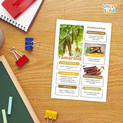 A fruit research page about tamarind displayed on a wooden desk, surrounded by school supplies including a red spiral notebook, blue and red binder clips, chalk, and a green board. The page features text sections, photos of tamarind pods, and a small 'Wiffly Land' logo in the top right corner.