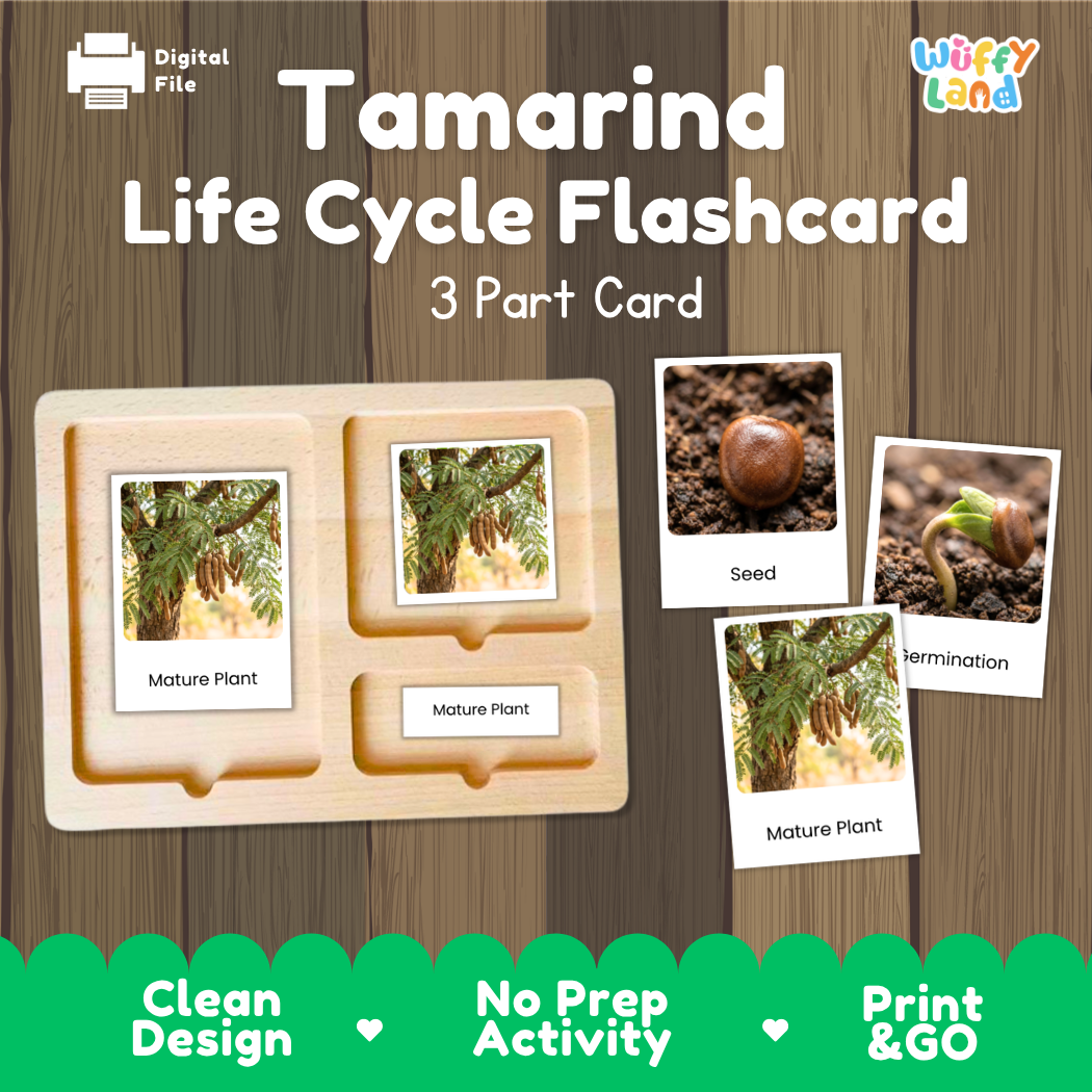 Digital product preview of a Tamarind Life Cycle Flashcard set by Wiffy Land, showing a wooden 3-part card tray with labeled photos of tamarind seed, germination, and mature plant stages on a wood-grain background.