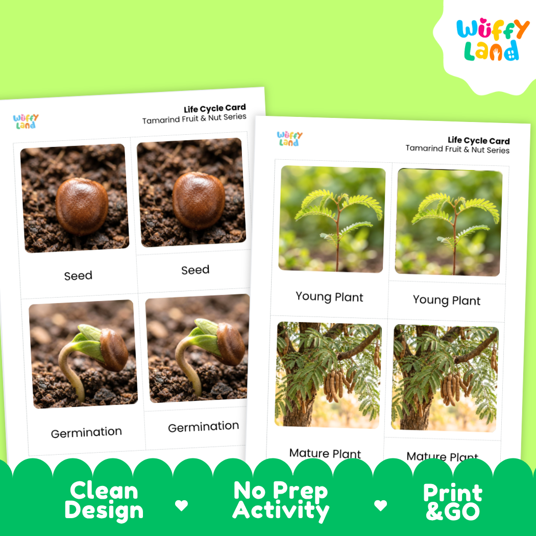 Two printed life cycle cards for tamarind fruit and nut series shown on a bright green background. The cards show labeled photos of a seed, germination, young plant, and mature plant.