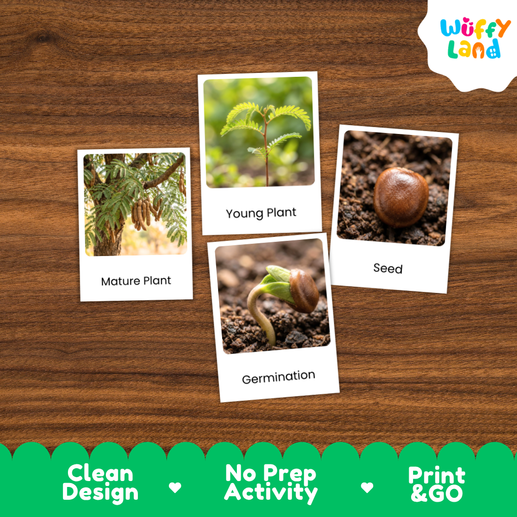 Four educational plant germination cards with white borders are arranged on a brown wood background. The cards show labeled images of a mature plant, a young plant, a seed, and germination.