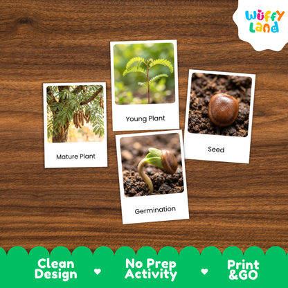 Four educational plant germination cards with white borders are arranged on a brown wood background. The cards show labeled images of a mature plant, a young plant, a seed, and germination.