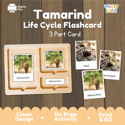 Tamarind Life Cycle Flashcards | 3 Part Cards Montessori Science Activity