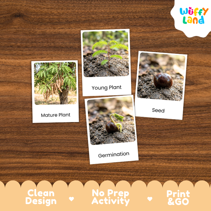 Tamarind Life Cycle Flashcards | 3 Part Cards Montessori Science Activity