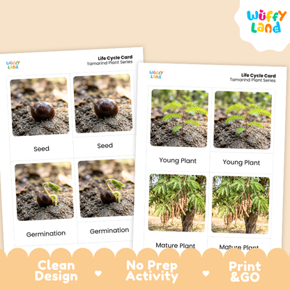 Tamarind Life Cycle Flashcards | 3 Part Cards Montessori Science Activity