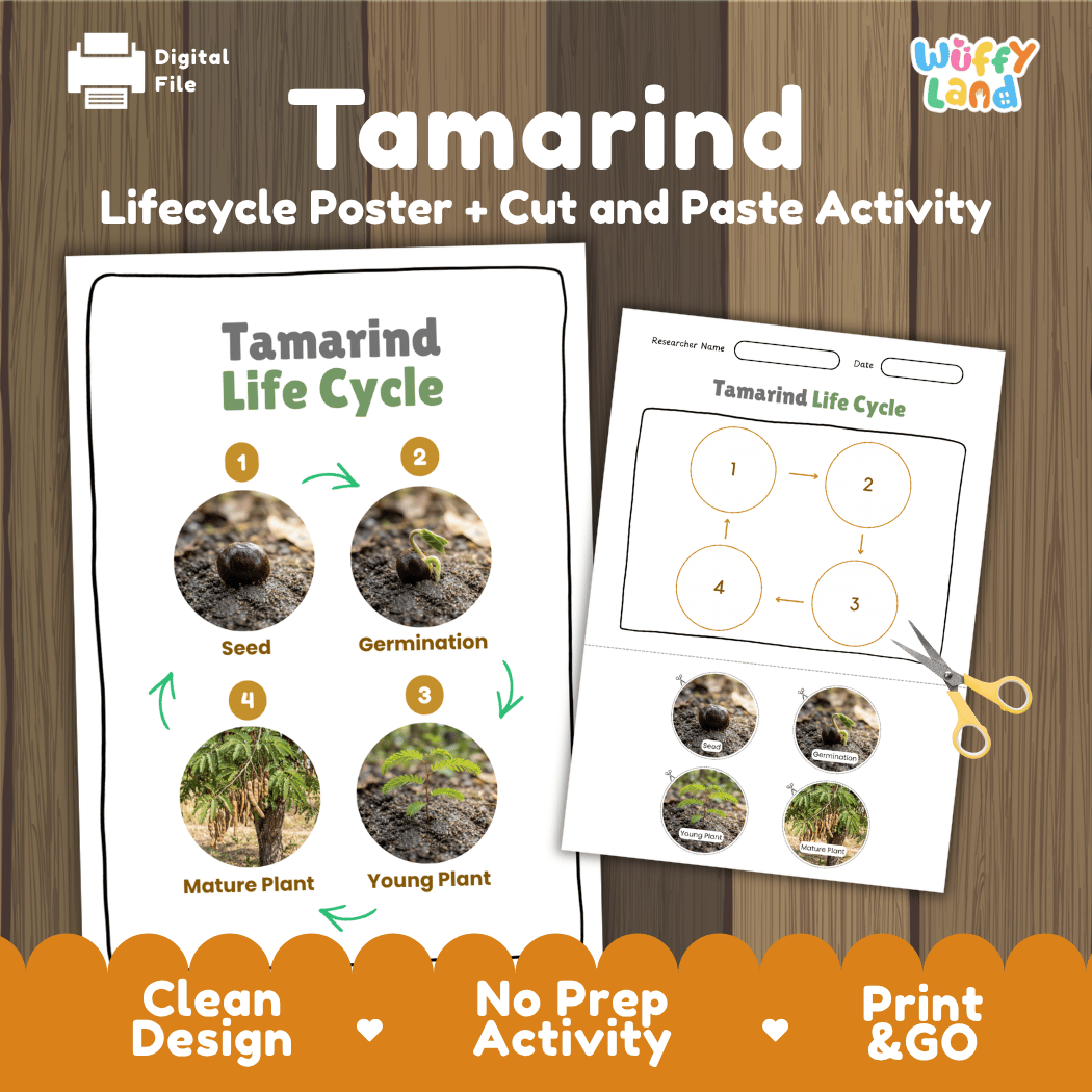 Tamarind Life Cycle Poster and Cut and Paste Activity Worksheet