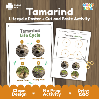 Tamarind Life Cycle Poster and Cut and Paste Activity Worksheet