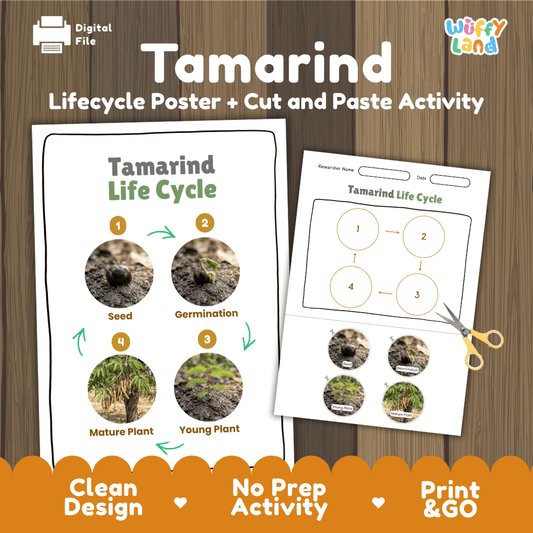Tamarind life cycle sequencing reference chart and cut and paste student worksheet with 4 developmental stages