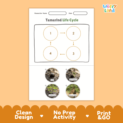 Tamarind Life Cycle Poster and Cut and Paste Activity Worksheet