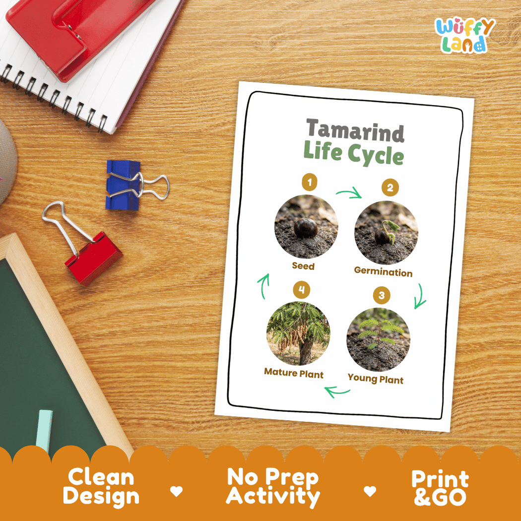 Tamarind Life Cycle Poster and Cut and Paste Activity Worksheet