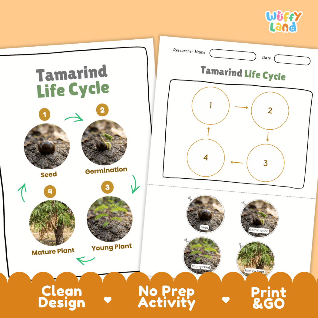 Tamarind Life Cycle Poster and Cut and Paste Activity Worksheet