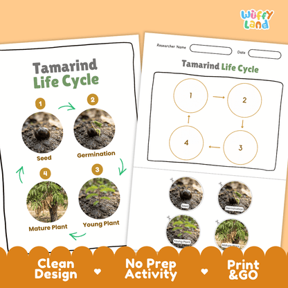 Tamarind Life Cycle Poster and Cut and Paste Activity Worksheet