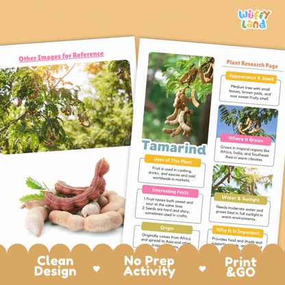 Tamarind Plant Research Page Worksheets and Fact Sheet