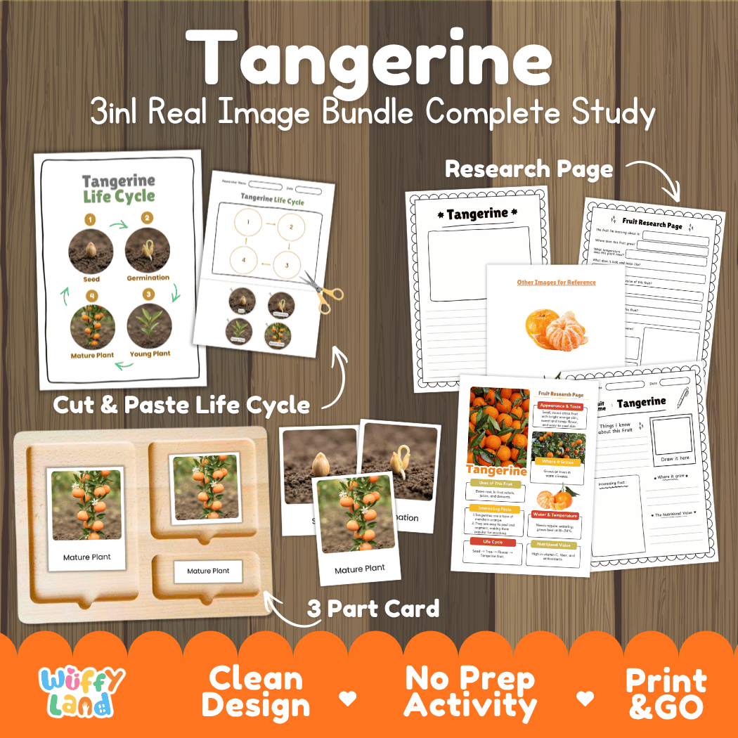 Complete Tangerine 3-in-1 real image study bundle featuring cut and paste worksheets, Montessori 3-part cards, and research pages 🍊🌱