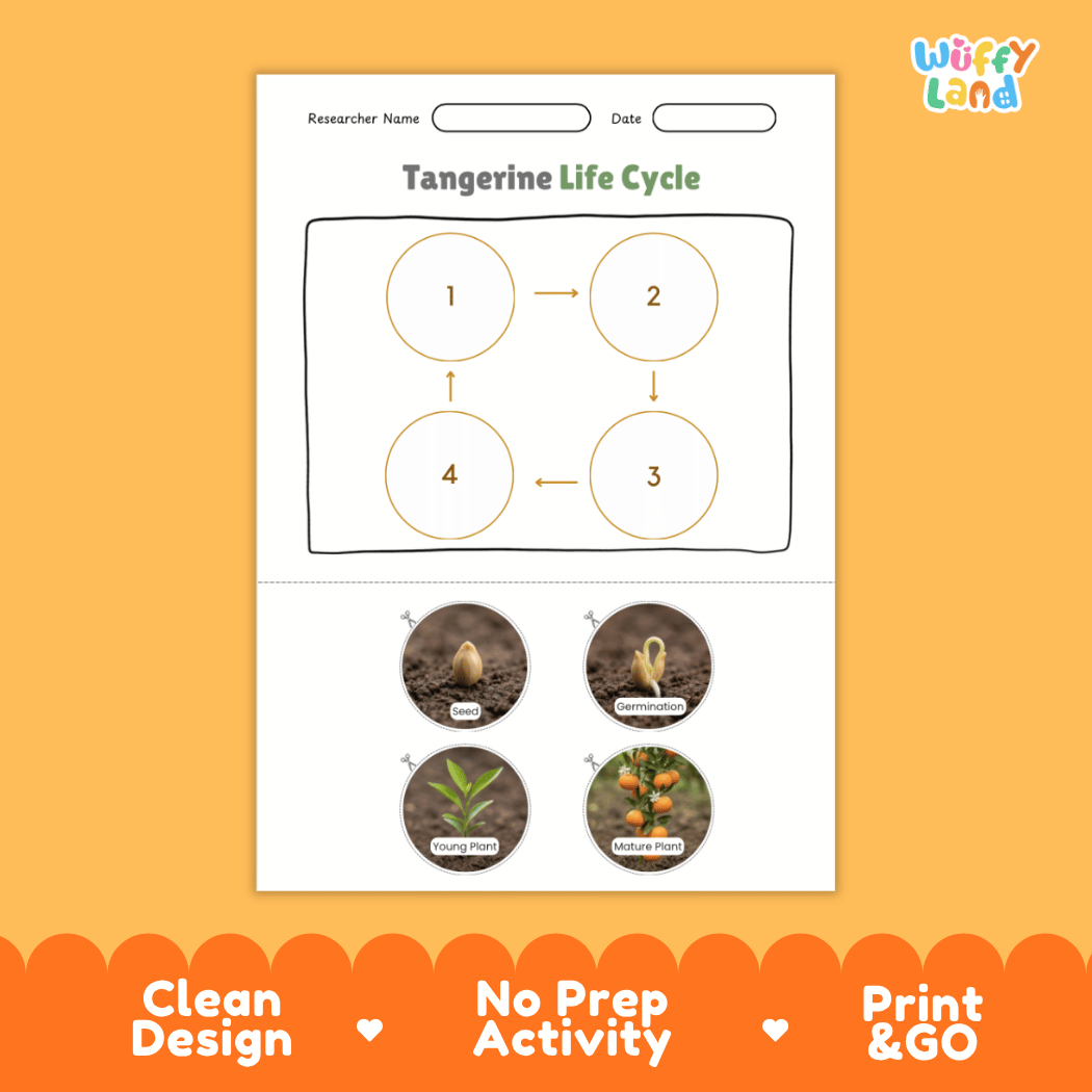 Educational reference chart illustrating the four growth stages of a tangerine plant from seed and germination to seedling and mature tree