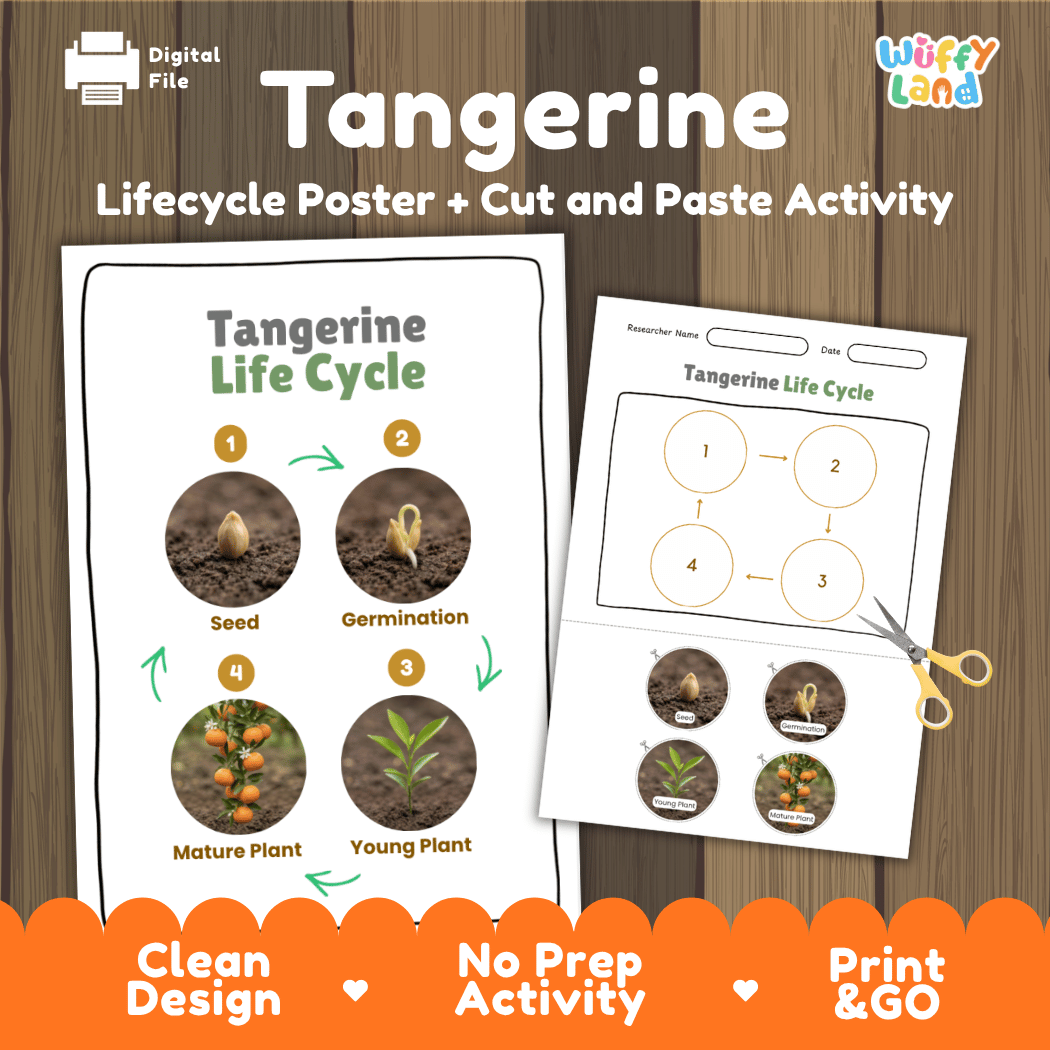 Tangerine plant life cycle reference poster and cut and paste sequencing printable featuring real photos for early science learners