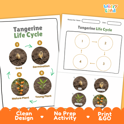 Print and go digital PDF plant science activity featuring clean design, researcher name line, and zero prep classroom layout