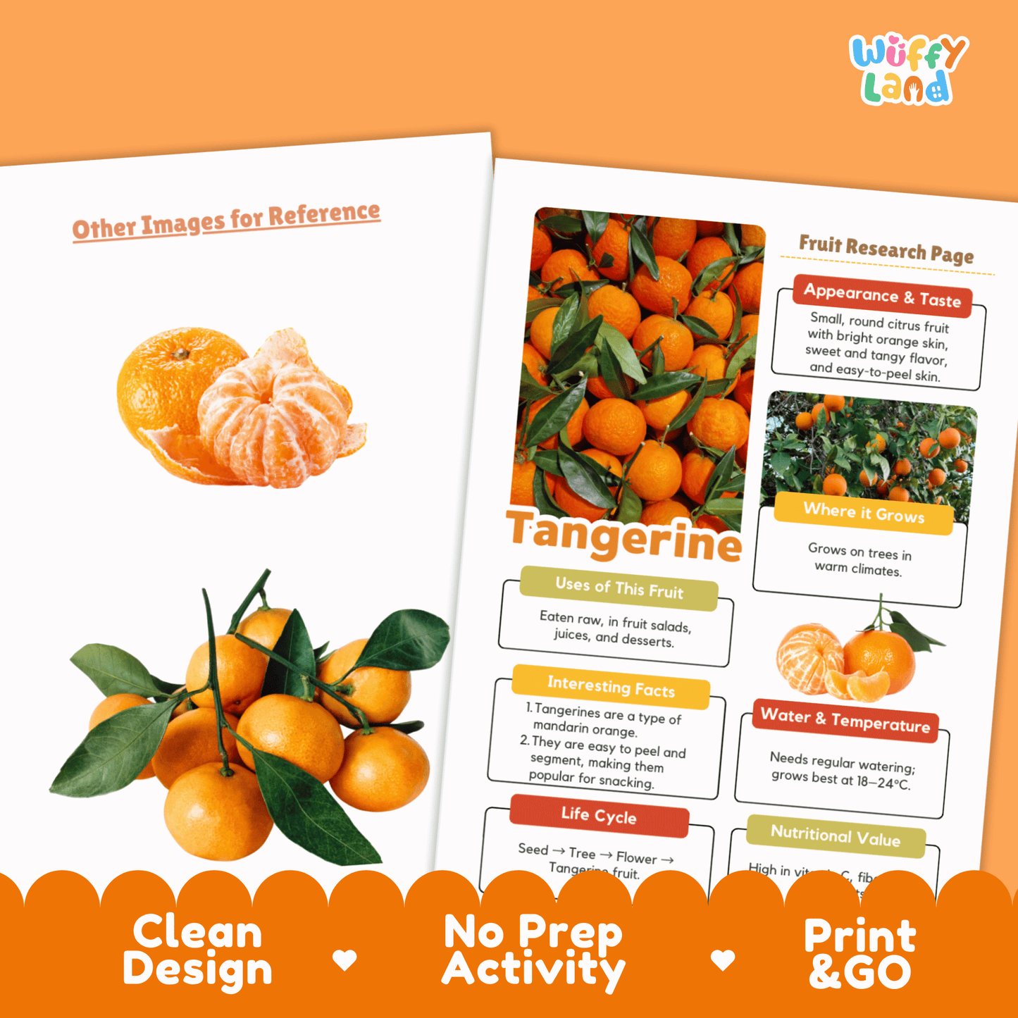 Tangerine Fruit Research Activity Worksheet Science Healthy Eating Citrus