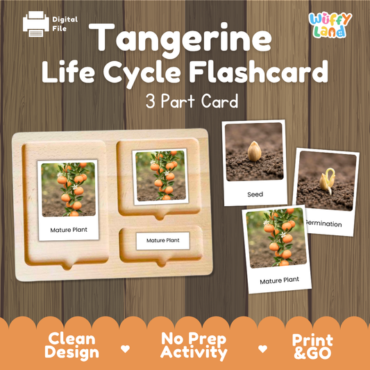 Montessori three-part cards featuring real photographs of tangerine tree growth stages including mature plant, young plant, and germination 🗂️🏷️
