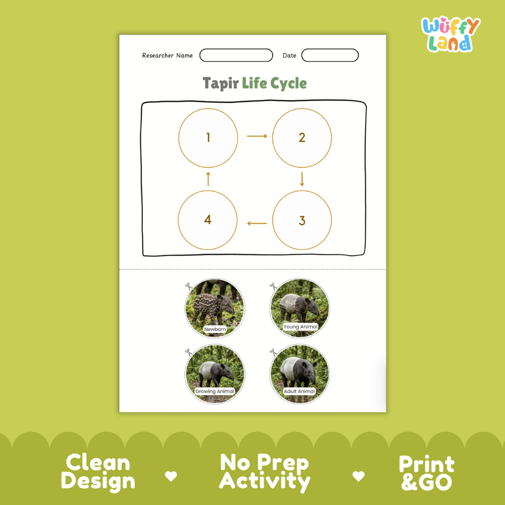Tapir Life Cycle Poster and Cut and Paste Activity Worksheets