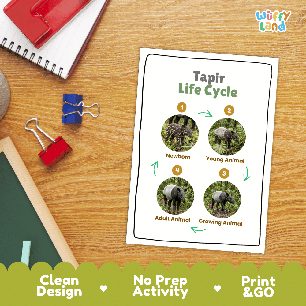 Tapir Life Cycle Poster and Cut and Paste Activity Worksheets