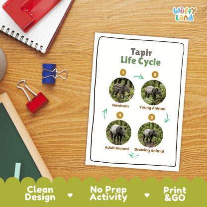 Tapir Life Cycle Poster and Cut and Paste Activity Worksheets