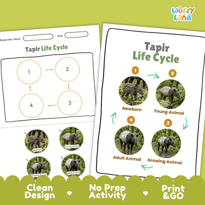 Tapir Life Cycle Poster and Cut and Paste Activity Worksheets