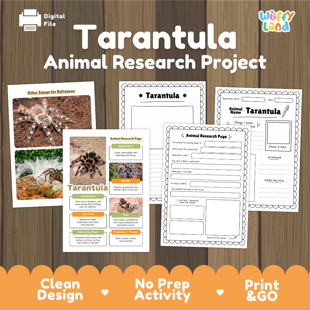 Digital download activity sheet set titled 'Tarantula Animal Research Project' on a wood background, showing worksheet pages and reference images with the brand name 'Wiffly Land' in the top right.