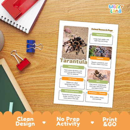 An educational animal research page about tarantulas printed on a white sheet, placed on a wooden desk with notebooks, binder clips, and a chalkboard visible. The sheet includes photos of tarantulas, labeled sections for adaptations, life cycle, diet, habitat, and interesting facts, with the brand name 'Wiffly land' in the top right corner.