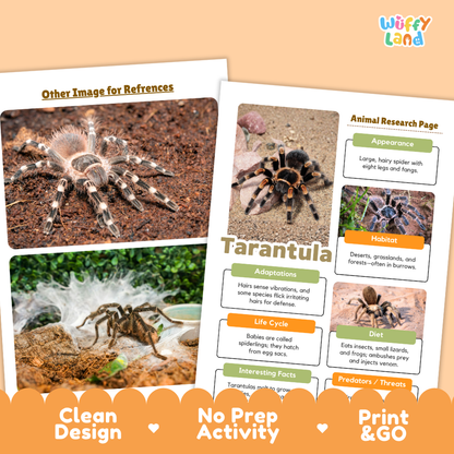 Two printed educational activity sheets about tarantulas shown on a peach background, with the brand name 'Wiffly Land' in the top right and promotional text along the bottom reading 'Clean Design', 'No Prep Activity', and 'Print & GO'.