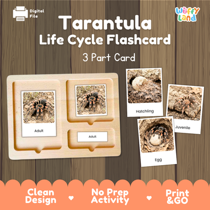 Tarantula Life Cycle Flashcard activity kit by Wiffy Land, featuring a wooden 3-part card tray with labeled sections for Adult, Hatchling, and Egg, alongside sample flashcards showing tarantula photos. The product is displayed on a dark wood background with promotional text at the bottom.
