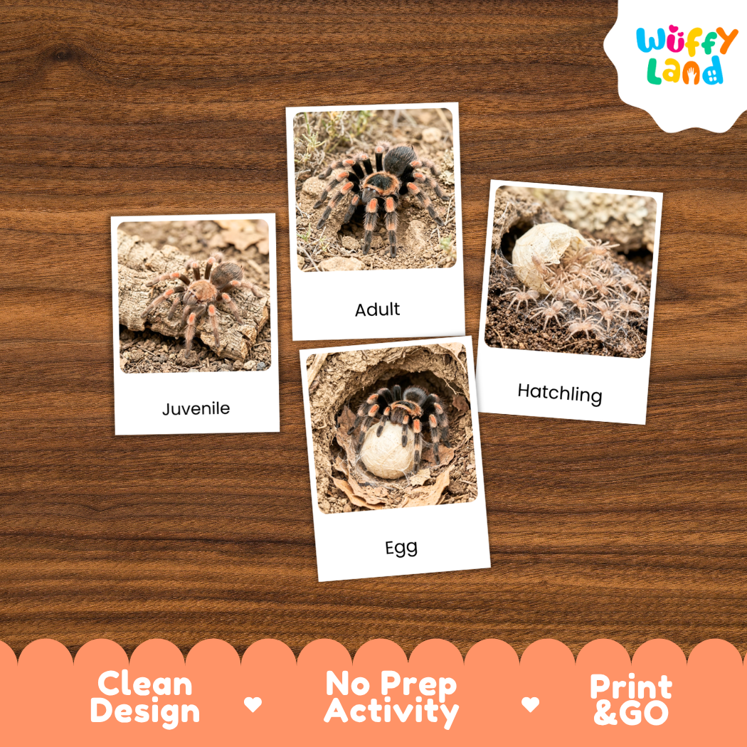 Tarantula Life Cycle Flashcards 3 Part Cards Montessori Science Printable