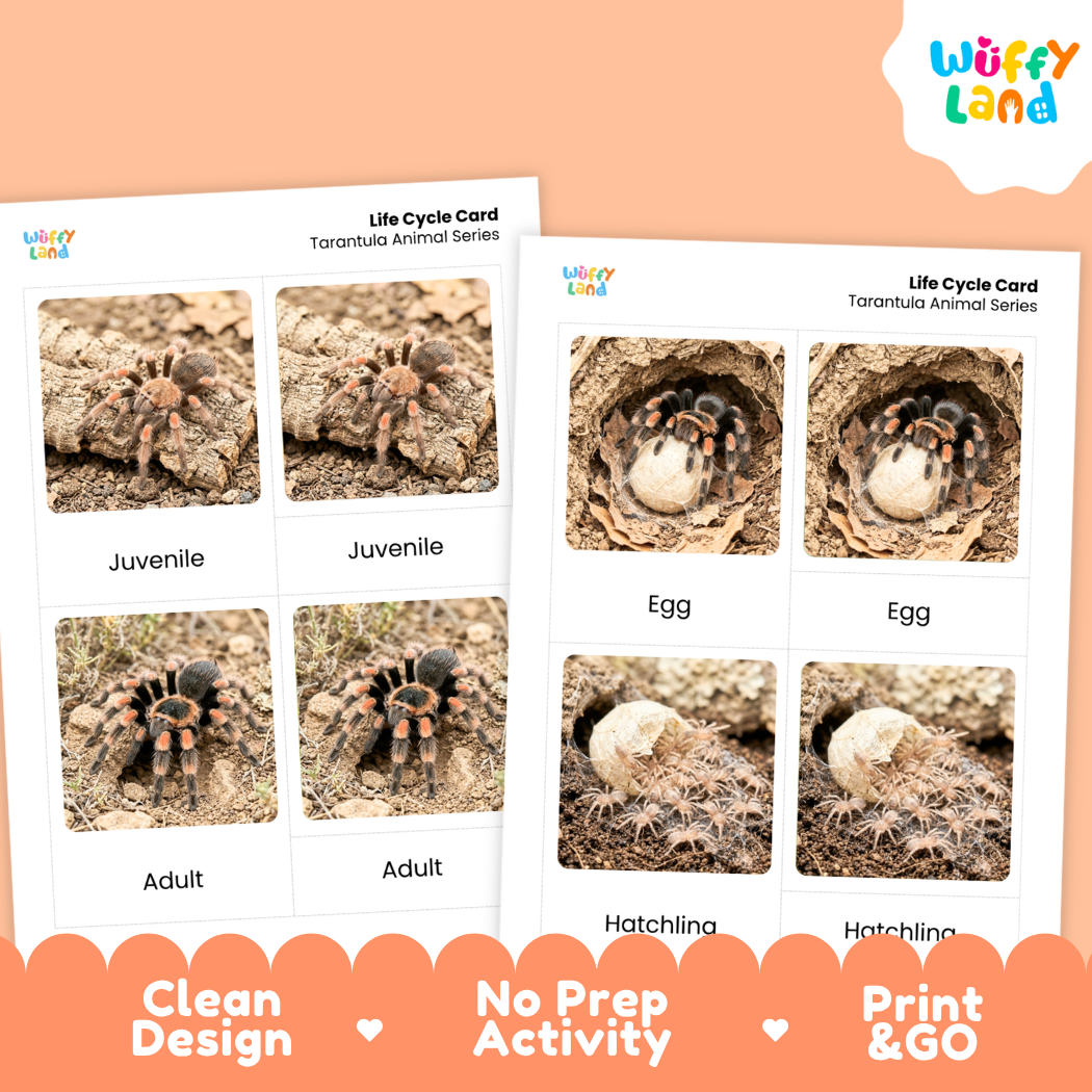 Two printed tarantula life cycle cards shown on a peach background, with the Wuffi Land logo in the top right and promotional text along the bottom. The cards feature labeled photos of tarantula stages: juvenile, adult, egg, and hatchling.