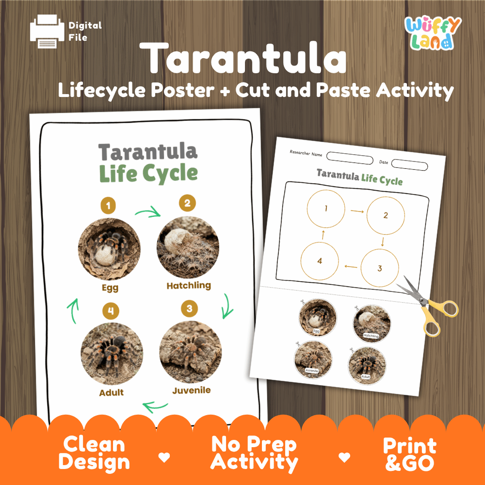 Tarantula Life Cycle Poster and Cut and Paste Activity Worksheets