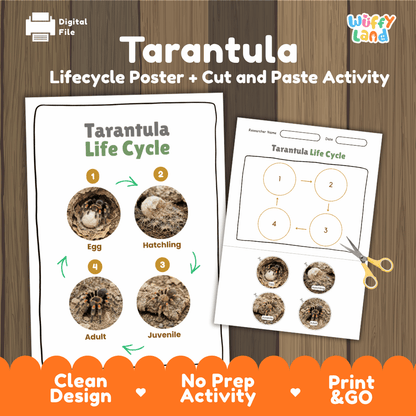Tarantula Life Cycle Poster and Cut and Paste Activity Worksheets
