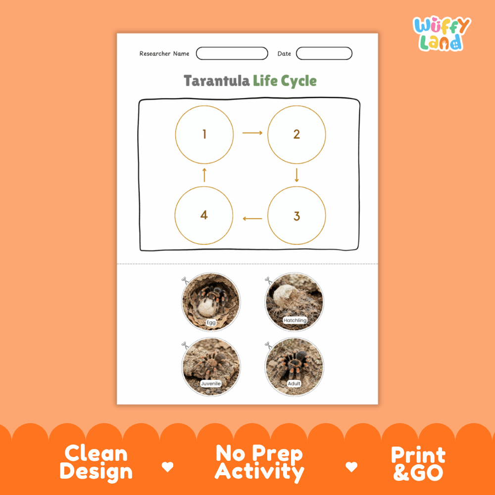 Tarantula Life Cycle Poster and Cut and Paste Activity Worksheets