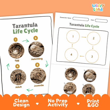 Tarantula Life Cycle Poster and Cut and Paste Activity Worksheets