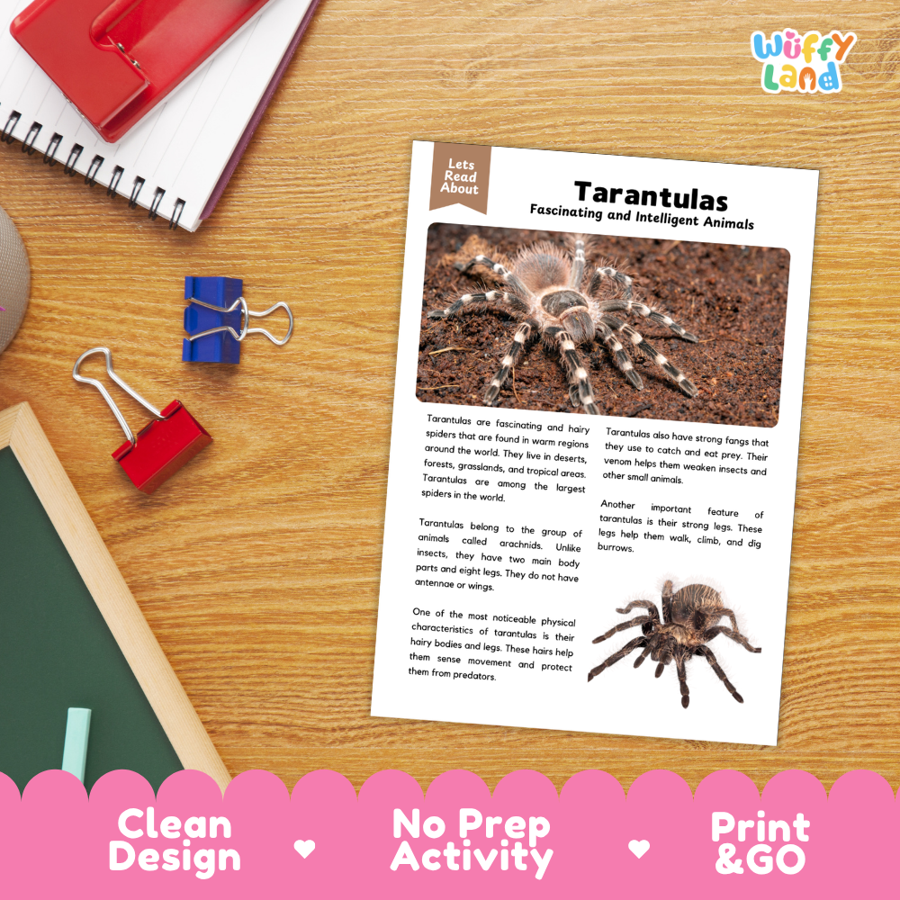 An educational activity sheet titled 'Tarantulas Fascinating and Intelligent Animals' by Let's Read Again, displayed on a wooden desk with school supplies. The sheet features text and two images of tarantulas.