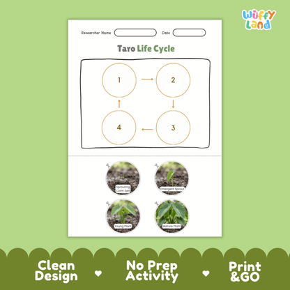 Educational reference poster showing four realistic photo stages of a taro life cycle including sprouting croum set, emergent sprout, young plant, and mature plant