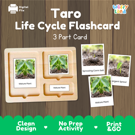 Taro Life Cycle Flashcard set by Wiffy Land, featuring a 3-part wooden card tray and four photo cards showing the taro plant at different growth stages, displayed on a wood-grain background with promotional text.