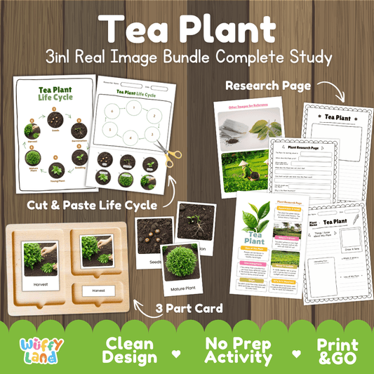 Tea plant 3in1 real image bundle complete study printable featuring life cycle cut and paste worksheets, Montessori 3-part cards, and research pages