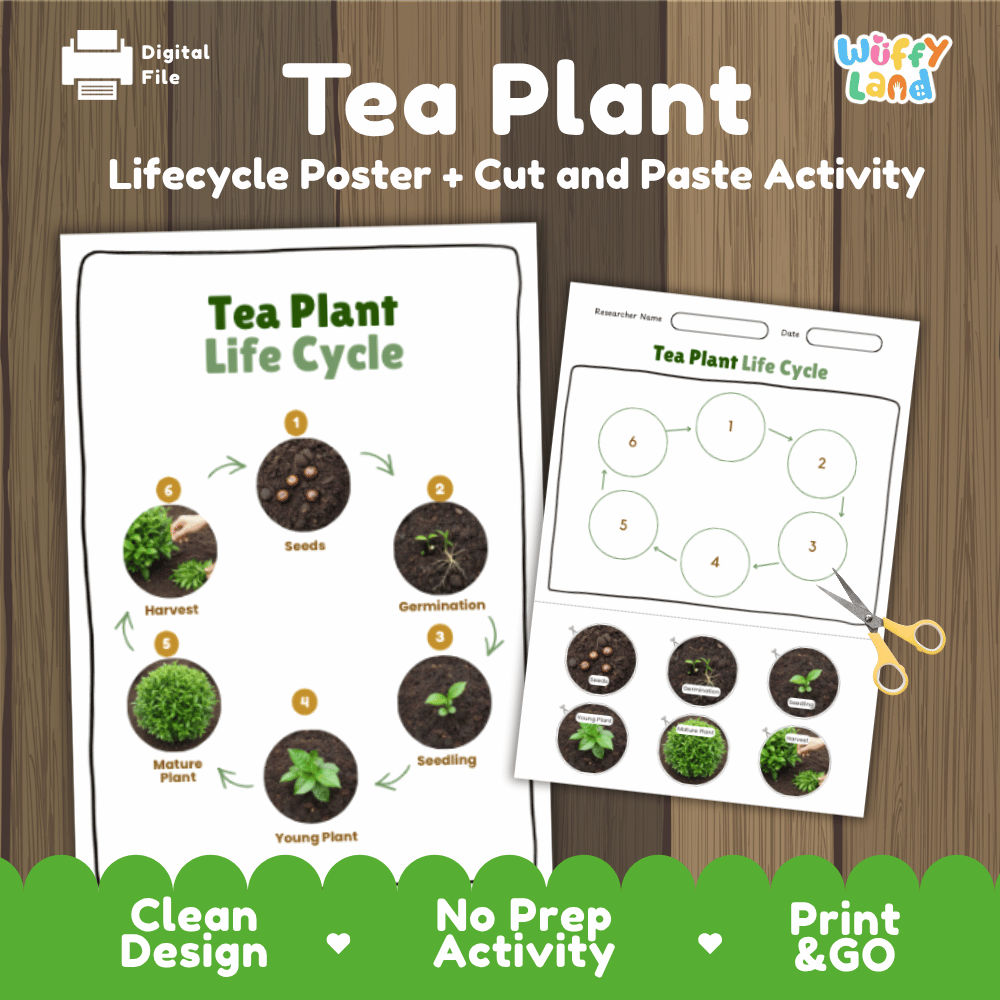 Tea Plant Lifecycle Poster and Cut and Paste Activity Worksheets | Plant Science Printables