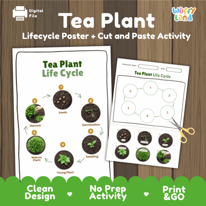 Tea Plant Lifecycle Poster and Cut and Paste Activity Worksheets | Plant Science Printables