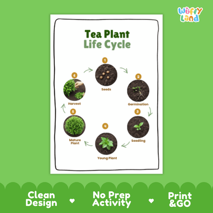 Tea Plant Lifecycle Poster and Cut and Paste Activity Worksheets | Plant Science Printables