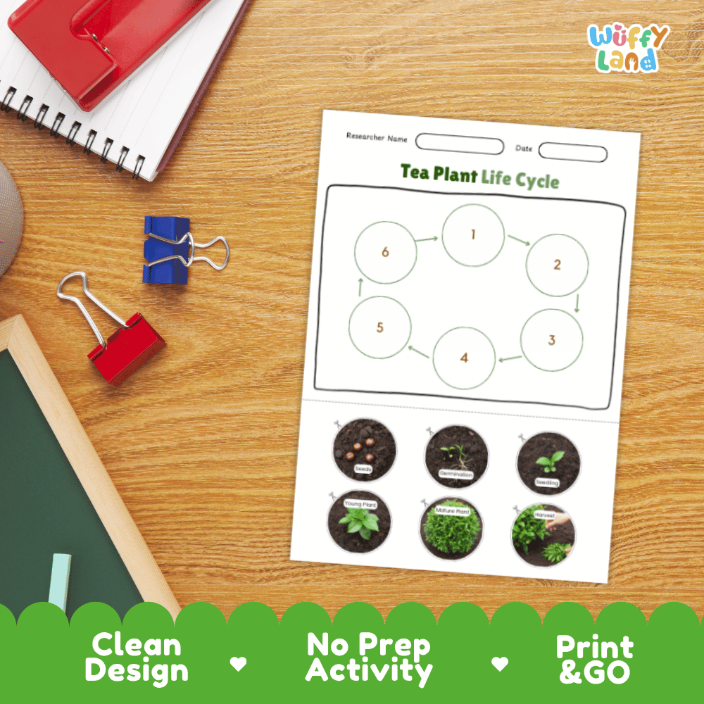Tea Plant Lifecycle Poster and Cut and Paste Activity Worksheets | Plant Science Printables