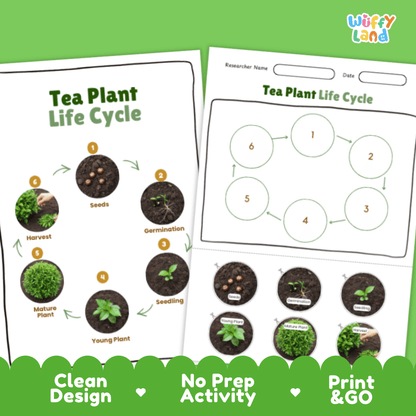 Tea Plant Lifecycle Poster and Cut and Paste Activity Worksheets | Plant Science Printables