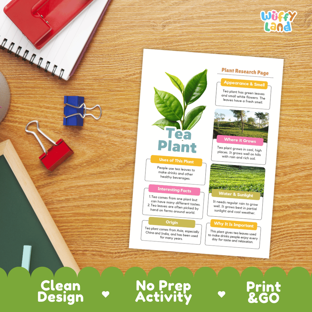 Tea Plant Plant Research Worksheets and Informational Fact Sheets