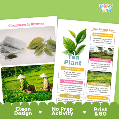 Tea Plant Plant Research Worksheets and Informational Fact Sheets