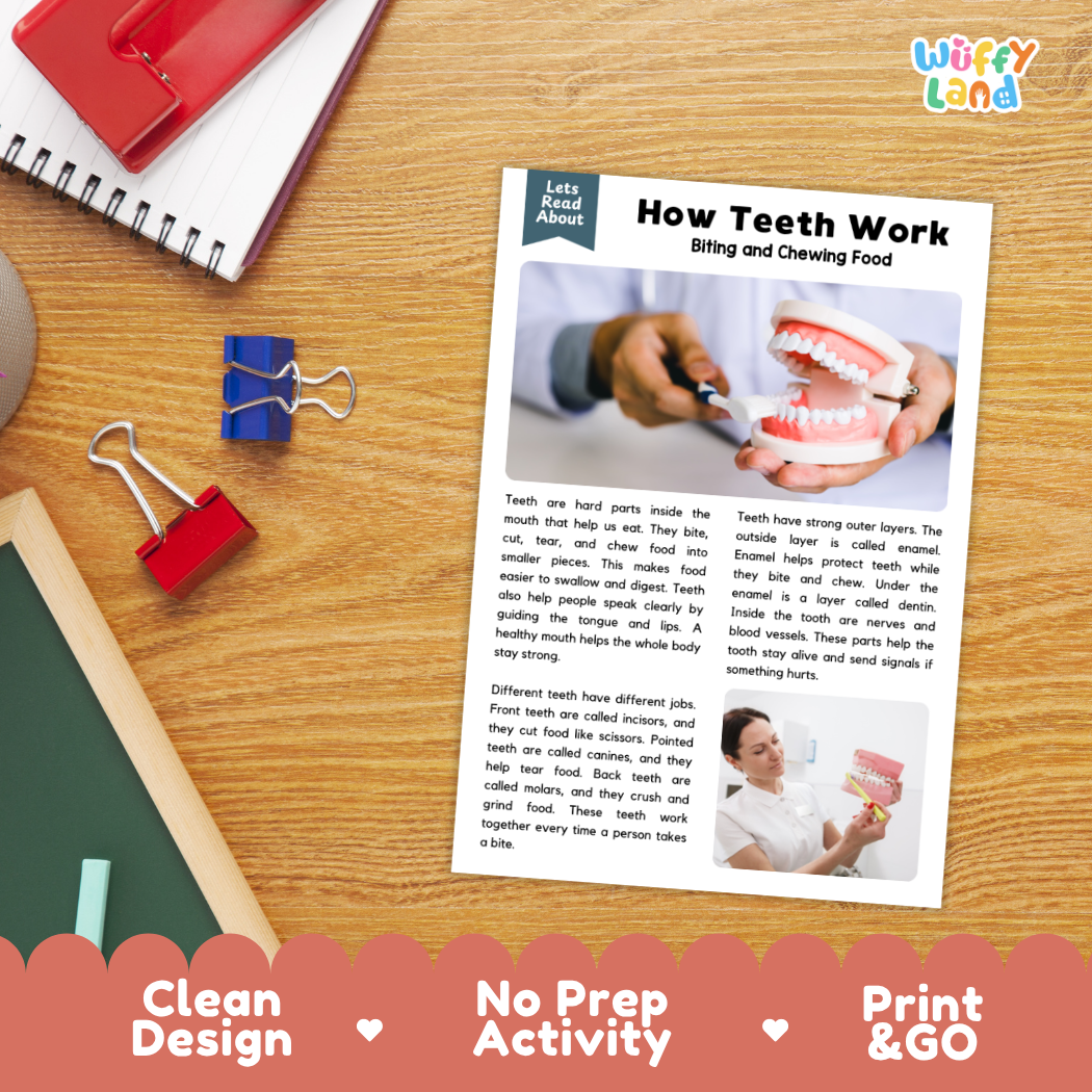 Printable student worksheet with short-answer reading comprehension questions covering teeth and human health
