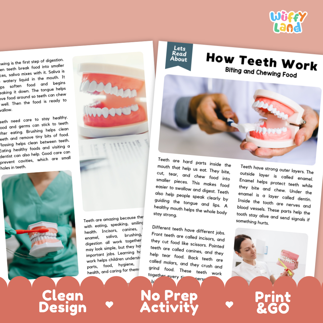 Complete teacher answer key worksheet providing detailed model responses for teeth comprehension questions
