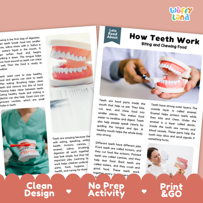 Complete teacher answer key worksheet providing detailed model responses for teeth comprehension questions
